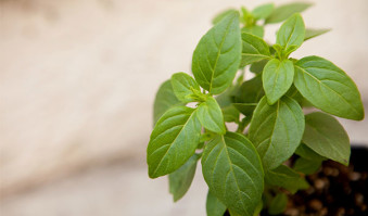 Basil