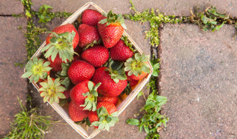 Berry Festival