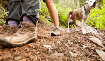 Northwest Summer Hiking Guide dogs