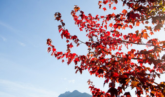 Family-Friendly Activities to Catch Fall Colors in Oregon-Family-friendly adventures