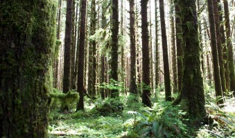 old-growth hikes