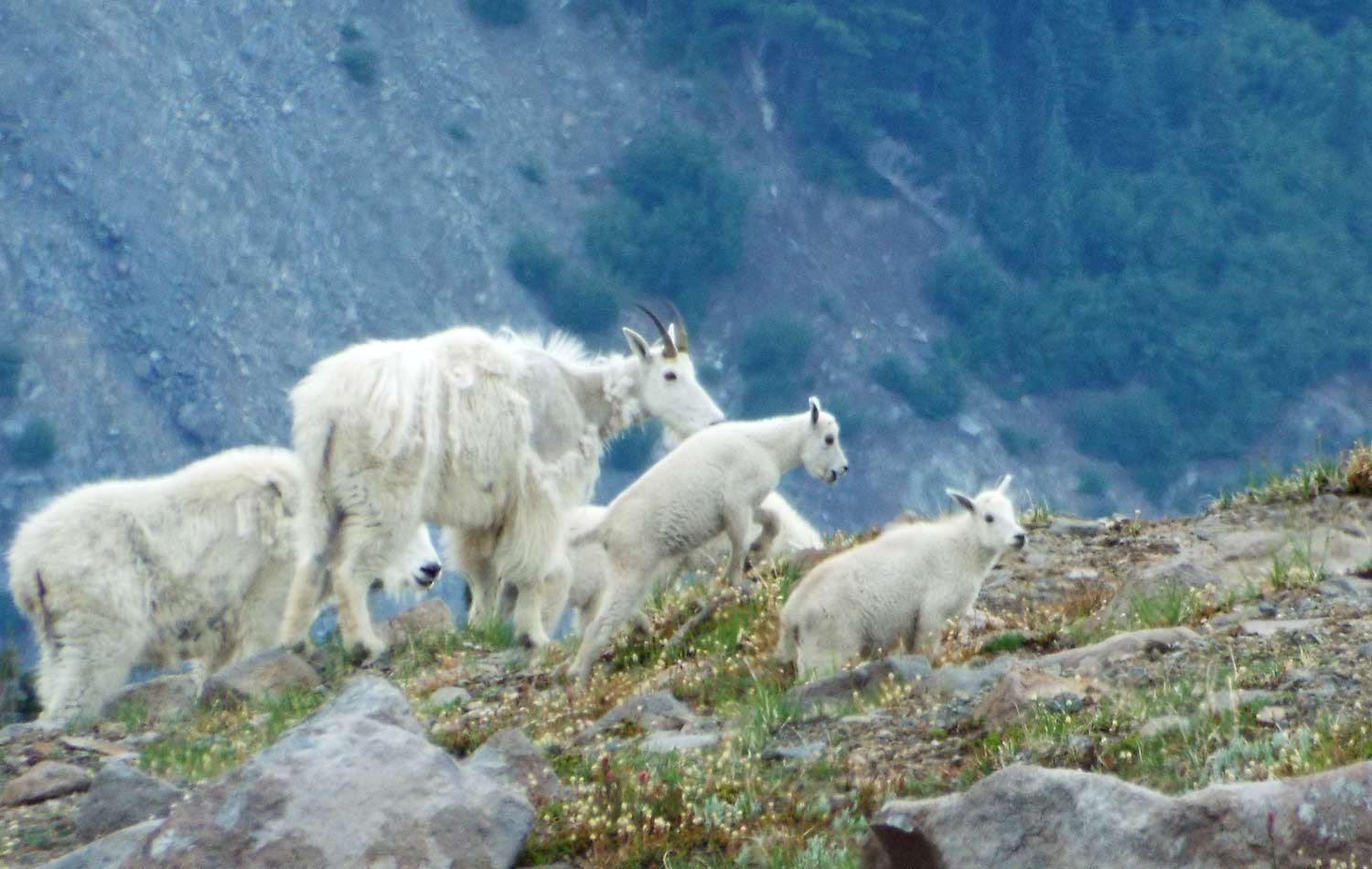 northwest wildlife hikes header