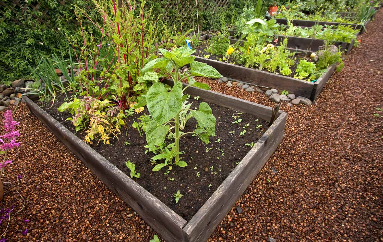 northwest vegetable garden