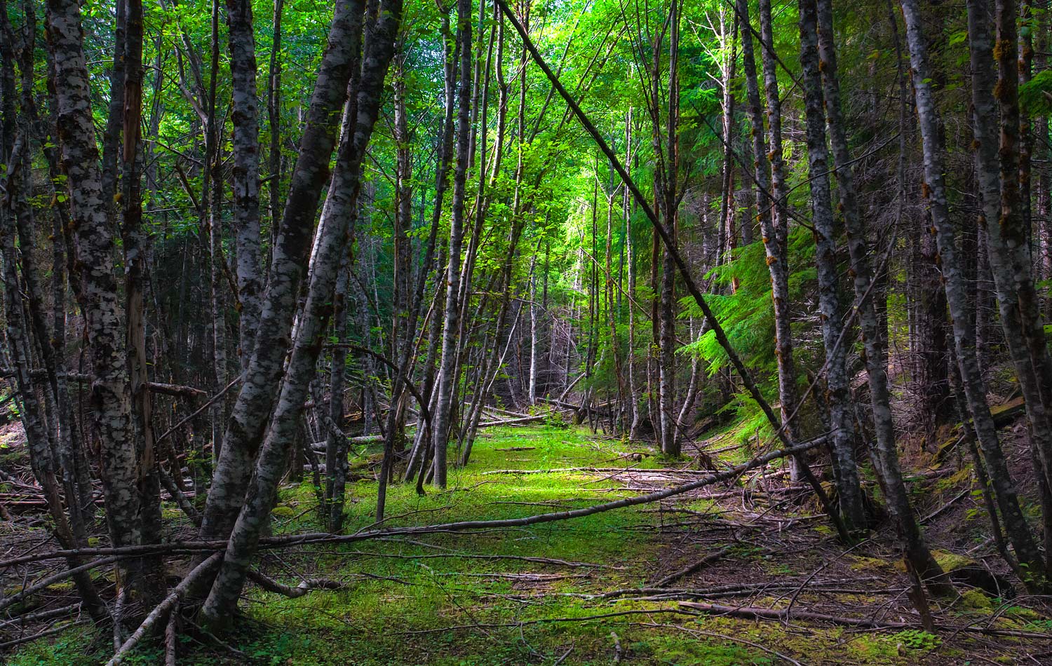 wild trails