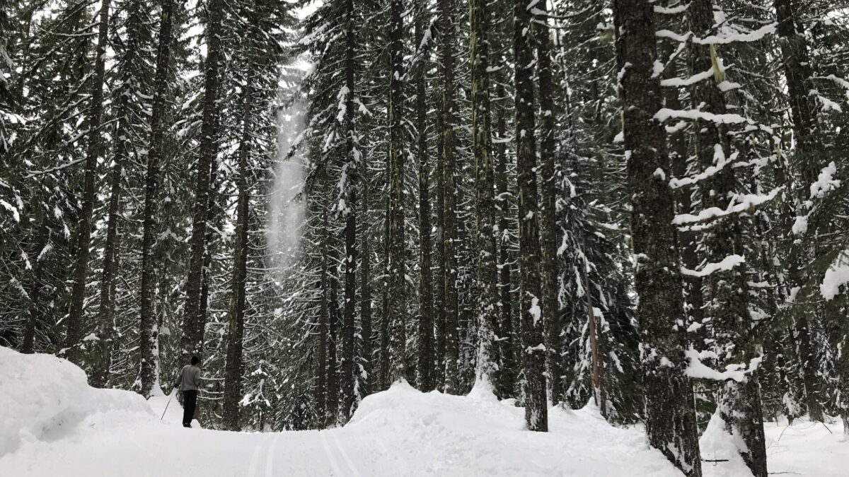 beginner skate skis