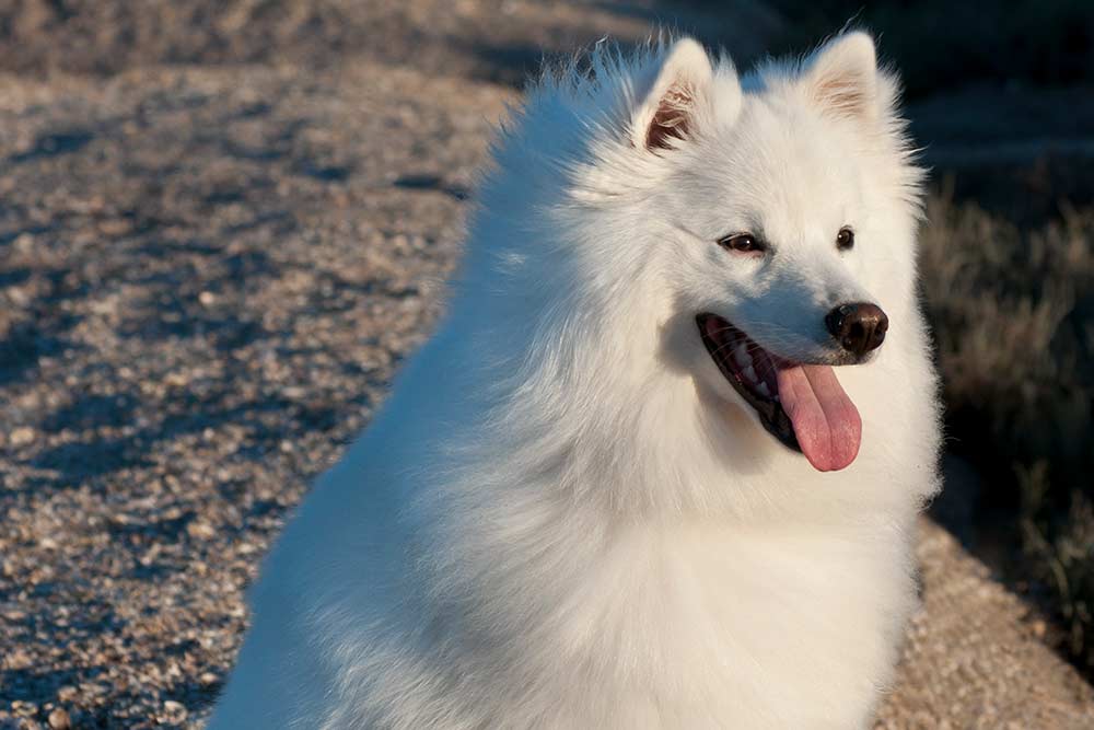 unique dog breeds american eskimo dog