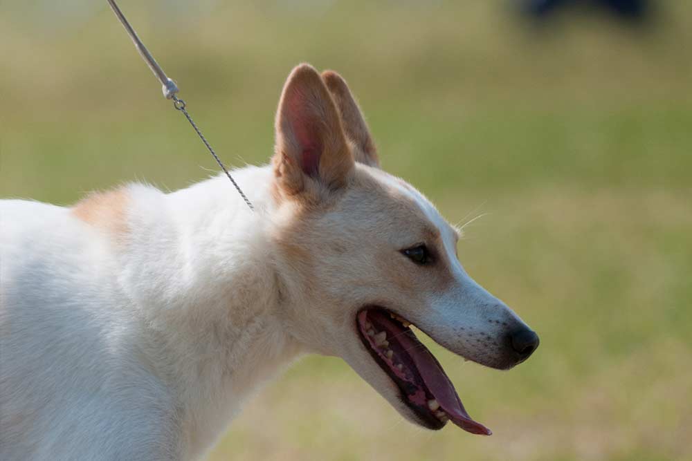 canaan dog