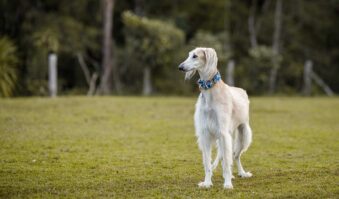 unique dog breeds saluki