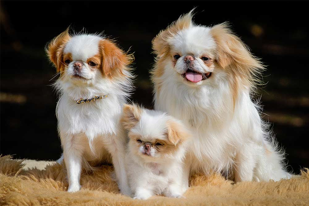 unique dog breeds japanese chin