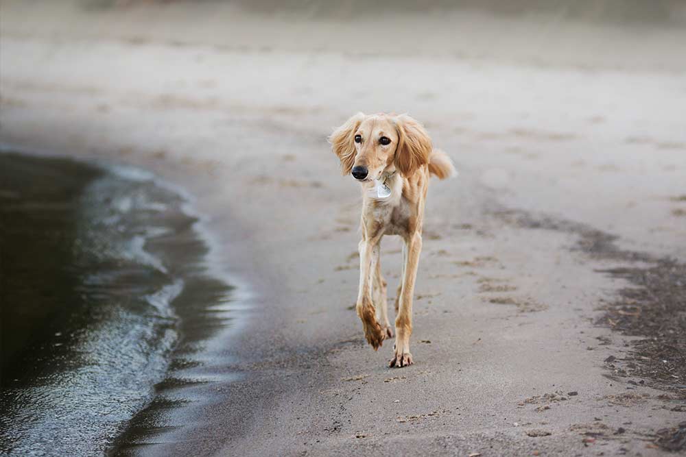 saluki