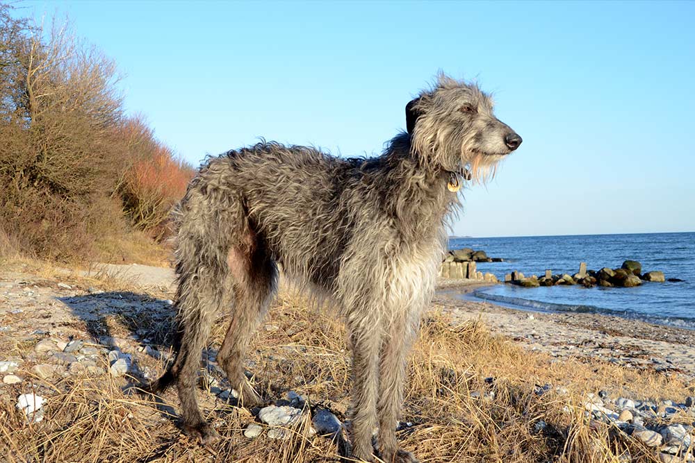 scottish deerhound